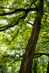 the sun shines through the crown of a tree in the park