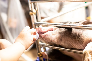 Feed piggy milk From Milk Bottle.