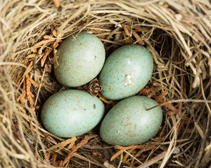 Naklejka na ściany i meble Bird's nest with 4 eggs of a blackbird outdoor