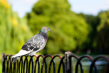 Close up of pigeon on railing with unfocused green background