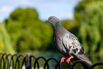 Close up of pigeon on railing with unfocused green background