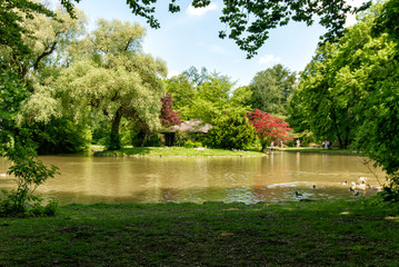 Obraz premium small pond with trees in the park
