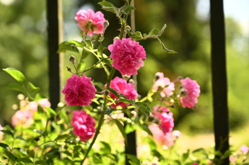 Fototapeta premium Pink Flowers 4