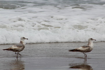 Seagulls on the seashore
