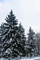 Green fluffy fir tree in the snow