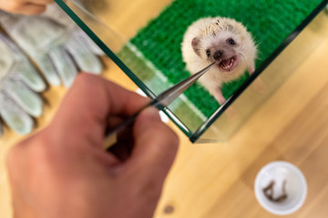 A hedgehog cafe in Tokyo © Pierre