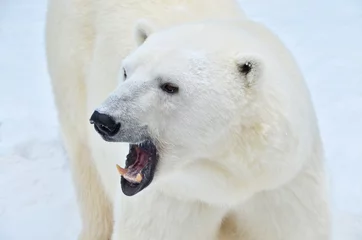 Fotobehang polar bear © elizalebedewa