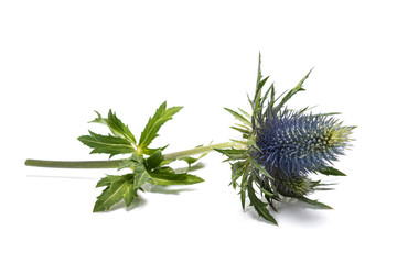 Sea holly thistles