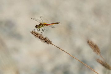 dragonfly sits on a dry spikelet of grass