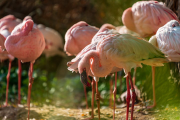 Pink flamingos standing in a group