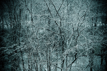 Winter urban frosty landscape - snow covered trees on foggy background