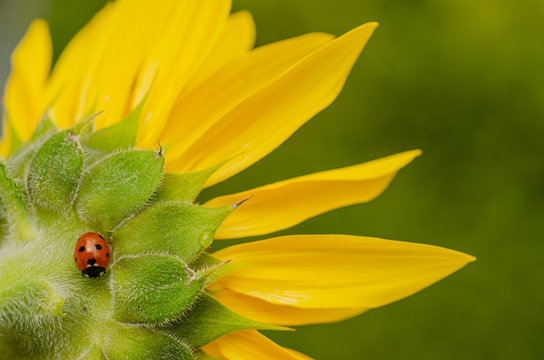 Marienkäfer sitzt auf Sonnenblume, Helianthus annuus, Siebenpunkt Marienkäfer, Coccinella septempunctata, sonnt sich auf Sonnenblume, sonnendes Insekt auf gelber Blüte 