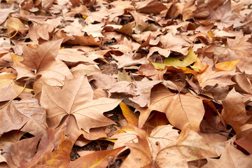 dry leaves on the ground autumn concept