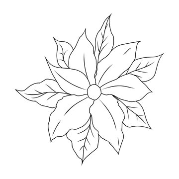 Christmas flower poinsettia. Coloring book for children. Vector illustration isolated on white background.
