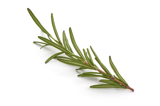 Fresh branch of rosemary herb, isolated on white background