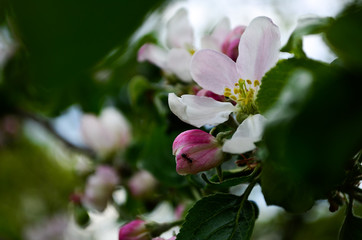 Fototapeta na wymiar Spring apple flower