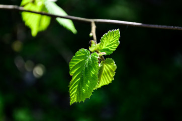 Green young leaves in the sun