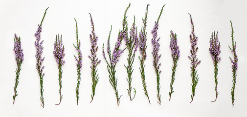 Branches of heather with violet flowers on a light background.