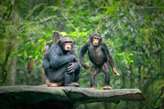 Chimpanzee consists of two extant species: common chimpanzee and bonobo. Bonobos and common chimpanzees are the only species of great apes that are currently restricted in their range to Africa