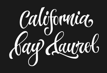 Fototapeta na wymiar California bay laurel - white colored hand drawn spice label. Isolated calligraphy scrypt stile word. Vector lettering design element.