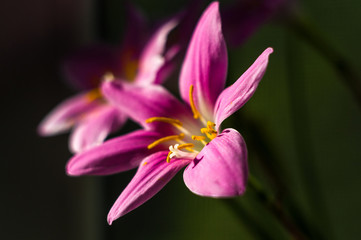 Fototapeta na wymiar decorative pink flower rain lily Zephyranthes grandiflora on blurred background closeup