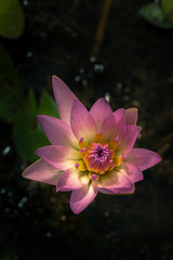Isolated pink water lily flower in dark background