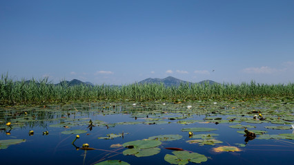 Lac Skadar -Montenegro