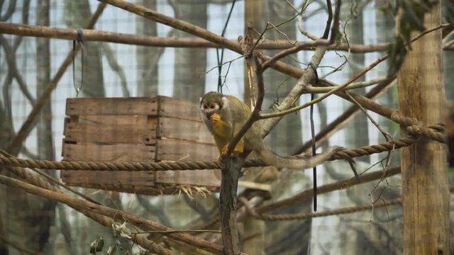 Zoological garden and amusement park of Kristiansand - spoted small yellow monkey