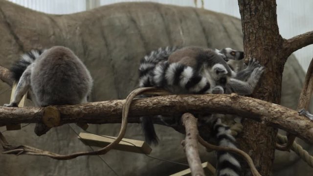Zoological garden and amusement park of Kristiansand - lemurs family