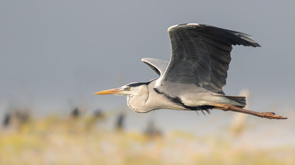 Great Heron in flight with wings in full view