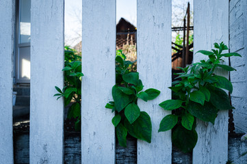 White fence with green plants