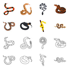 Isolated object of snake and creepy icon. Set of snake and wildlife stock symbol for web.