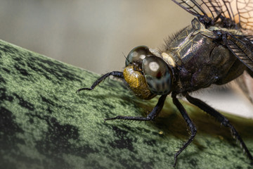 A macro shot of a dragon fly on a leaf
