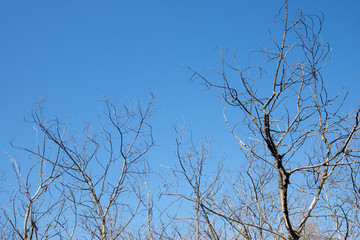 Obraz premium Winter forest in Spain.