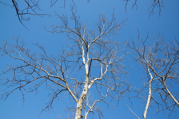 Winter forest in Spain.