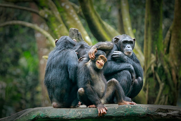Chimpanzee consists of two extant species: common chimpanzee and bonobo. Bonobos and common...