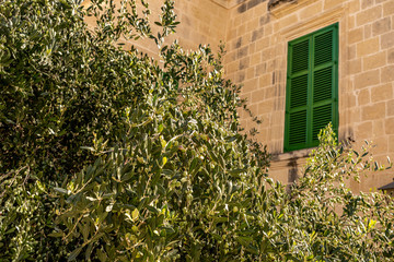 old green window with olive tree in front in ancient town mdina, malta