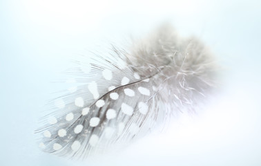 Feder vom Perhuhn - Guinea forwl feather