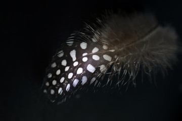 weiß getupfte Feder - dotted feasther