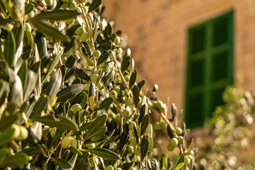old green window with olive tree in front in ancient town mdina, malta