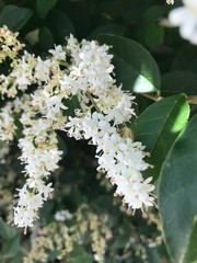 Flowers Colonia del Sacramento