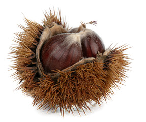 chestnut in autumn with a husk