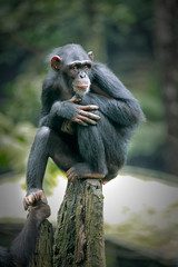 Chimpanzee consists of two extant species: common chimpanzee and bonobo. Bonobos and common chimpanzees are the only species of great apes that are currently restricted in their range to Africa