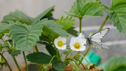 Black Veined White butterfly