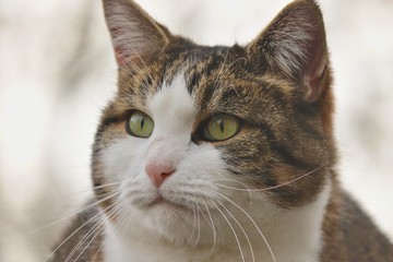 Portrait einer Hauskatze mit grünen Augen