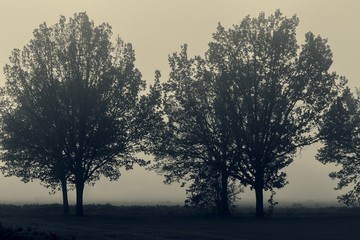 Fototapeta na wymiar Bäume im Nebel an einem trüben Wintertag