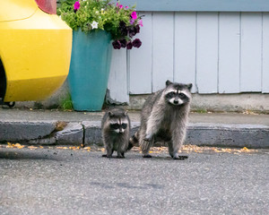 A raccoon mother and baby prepare to cross the street © TAK Photographs