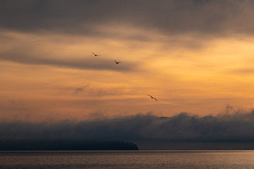 Three seagulls soar against the early morning, cloudy, orange sky, over Penn Cove.