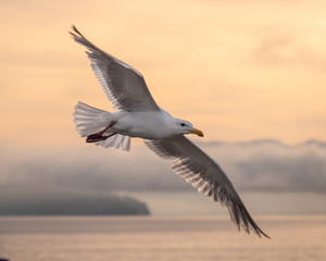 Close shot of a flying seagull with Penn Cove, mountains, and a colorful dawn sky in the background.
