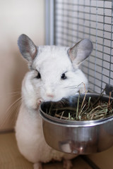 Cute chinchilla of white color is sitting in its house near to bowl with hay. Time of feeding.